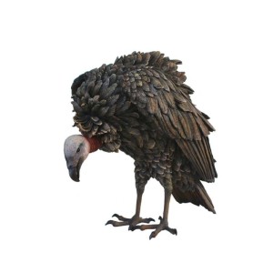 Birds: Vulture