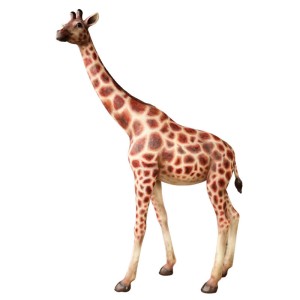 Savannah: Giraffe